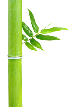竹子 竹葉