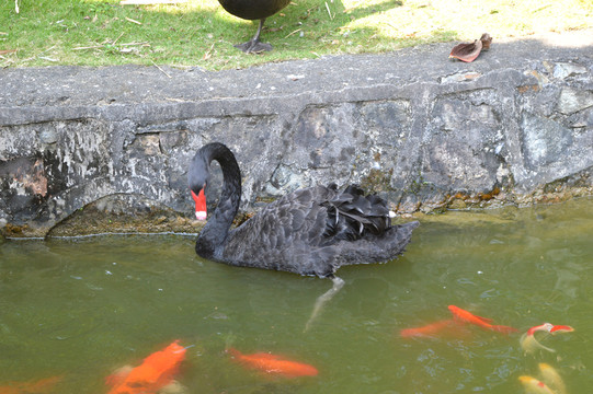 黑天鵝