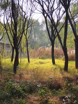 樹林
