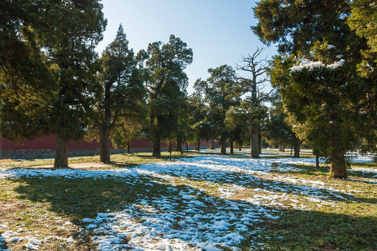 雪后陽(yáng)光古樹(shù)園林