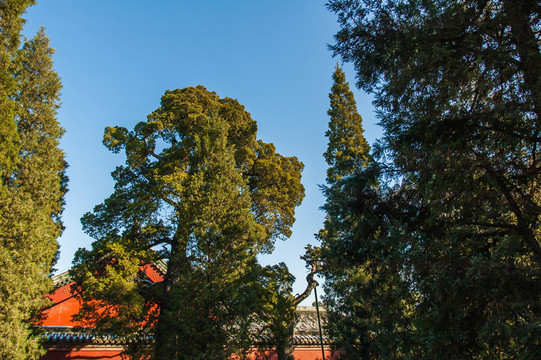 陽光園林古樹