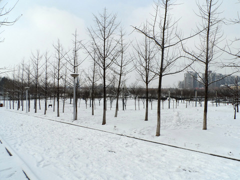 雪后銀杏林