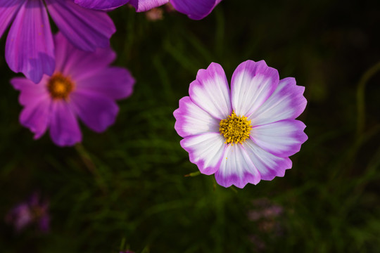 盛開(kāi)的菊花