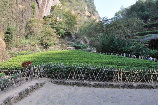 武夷山腳下的茶葉地