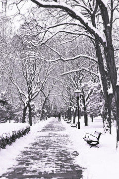 公園里的冬天
