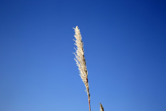 蘆葦 藍(lán)天 蘆葦草 蘆葦花