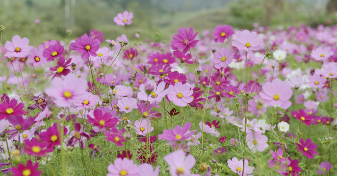 格?；?幸福花