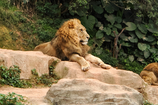 獅子