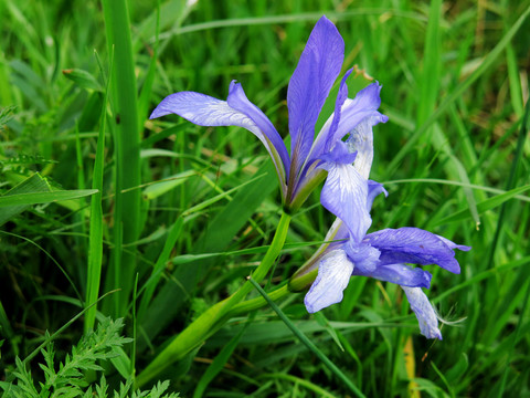 野生紫花鳶尾