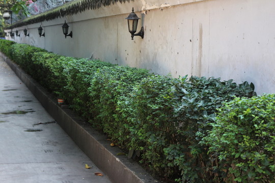 盆景植物