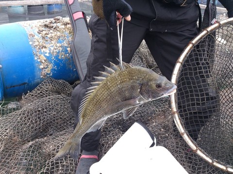 大臘魚