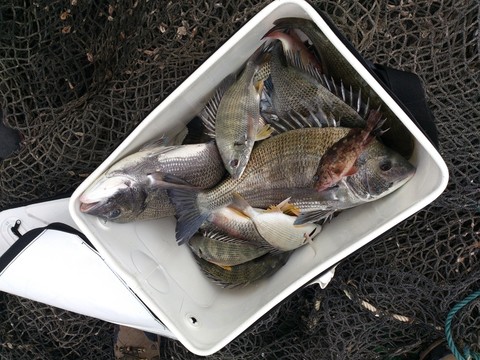 魚排釣臘魚