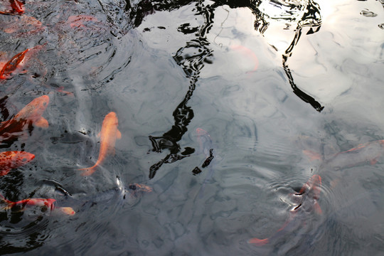錦鯉 魚