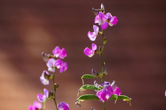 扁豆花