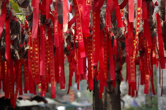 許愿樹