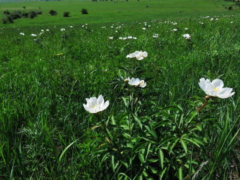 野生芍藥花 山坡 藥材