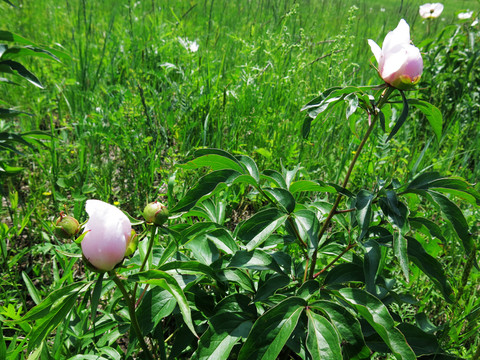 盛開(kāi)的野生芍藥花 藥材