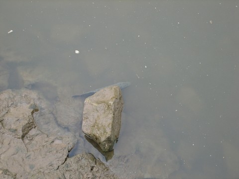 野生黑魚