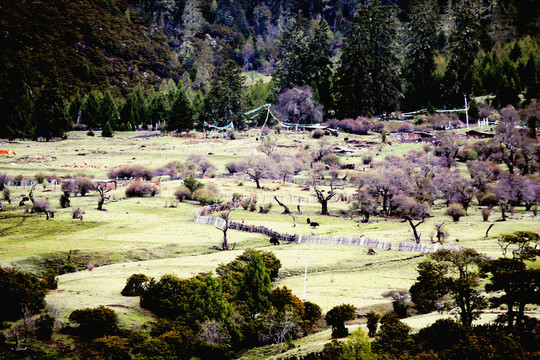 林芝風(fēng)景