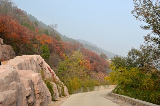 北京西山紅葉