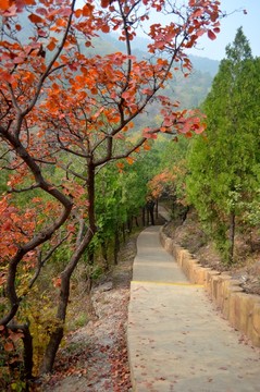 北京西山紅葉