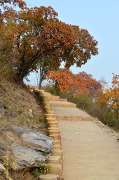 北京西山紅葉