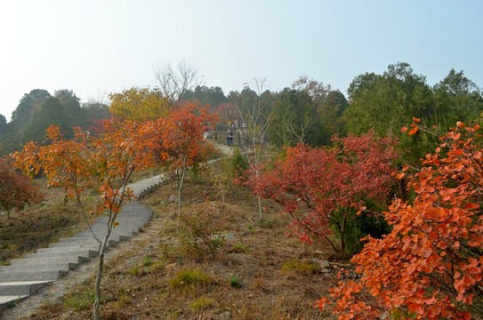 北京西山紅葉