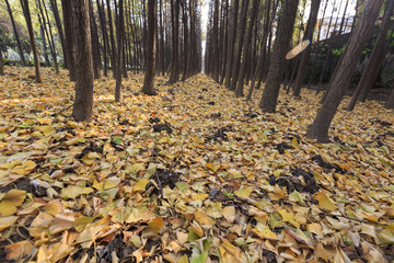 樹(shù)葉
