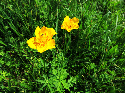 金蓮花 藥材