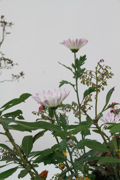紫菊花