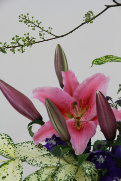 百合花