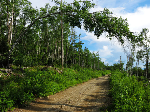 大興安嶺山路 森林