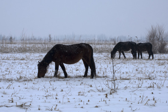 雪天牧馬圖