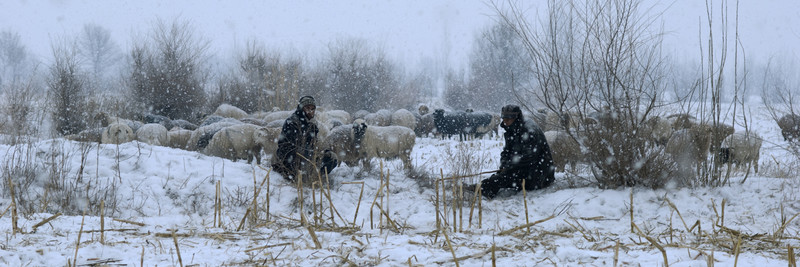雪地羊群 牧羊人