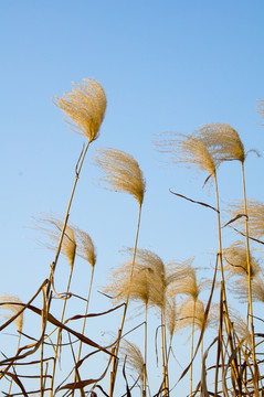 蘆葦花