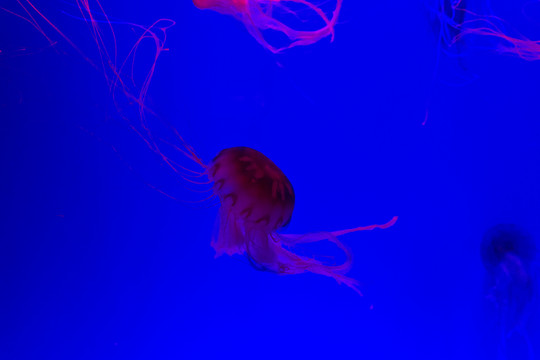 水母