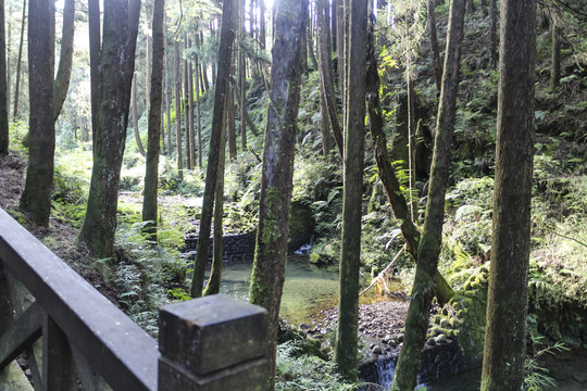 阿里山