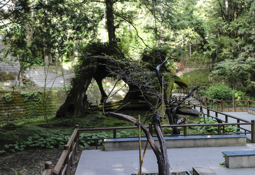阿里山景區(qū)