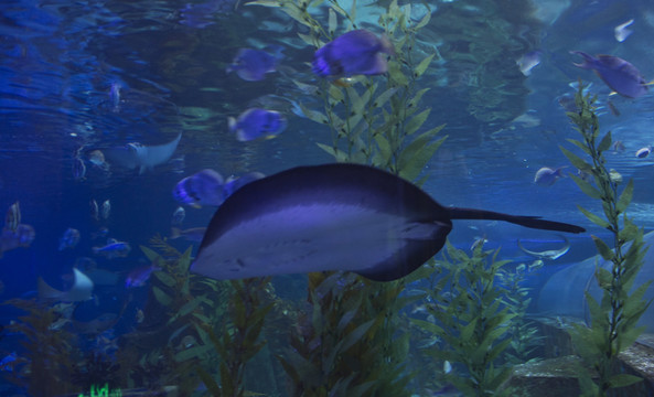 魟魚