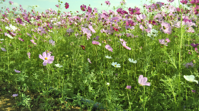 格桑花