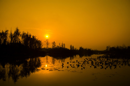 長沙洋湖濕地公園日落夕陽剪影
