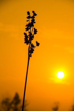 孤獨(dú)的小草夕陽剪影