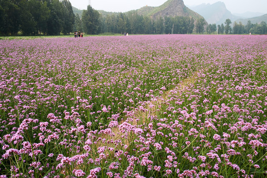 百里畫廊花海jpg