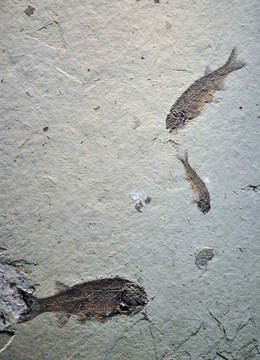 魚化石