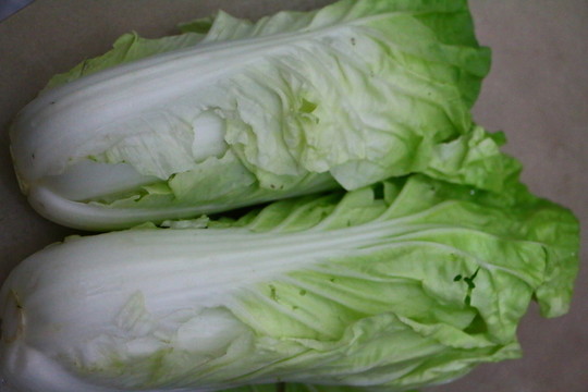 白菜攝影 白菜拍攝 白菜圖