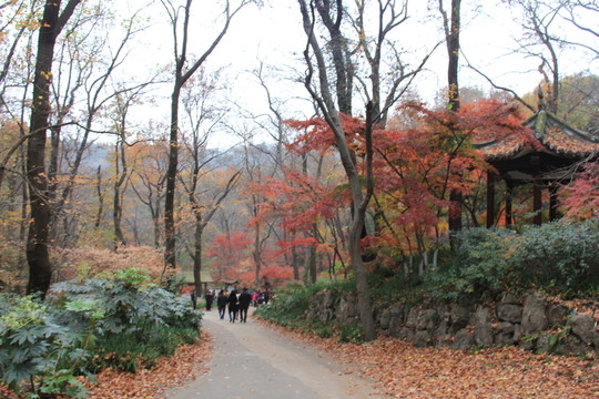 棲霞山
