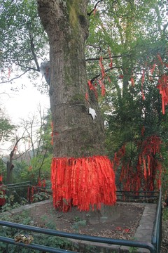 岳麓山麓山寺千年許愿樹(shù)