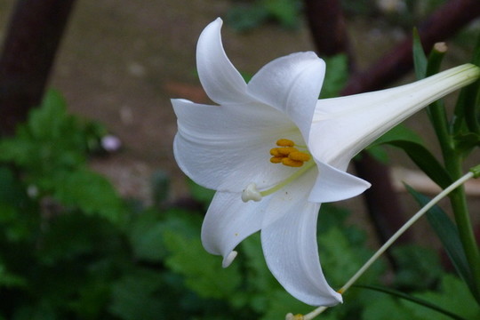 百合