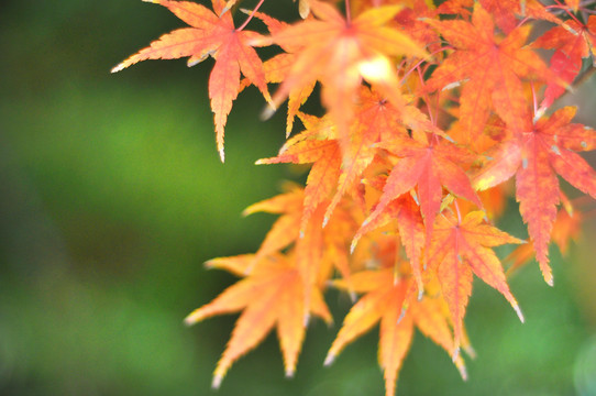 楓葉紅了