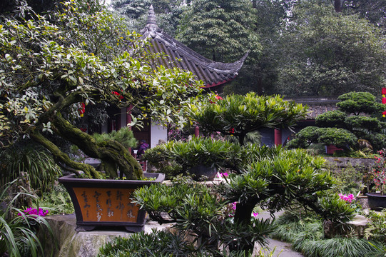 盆景